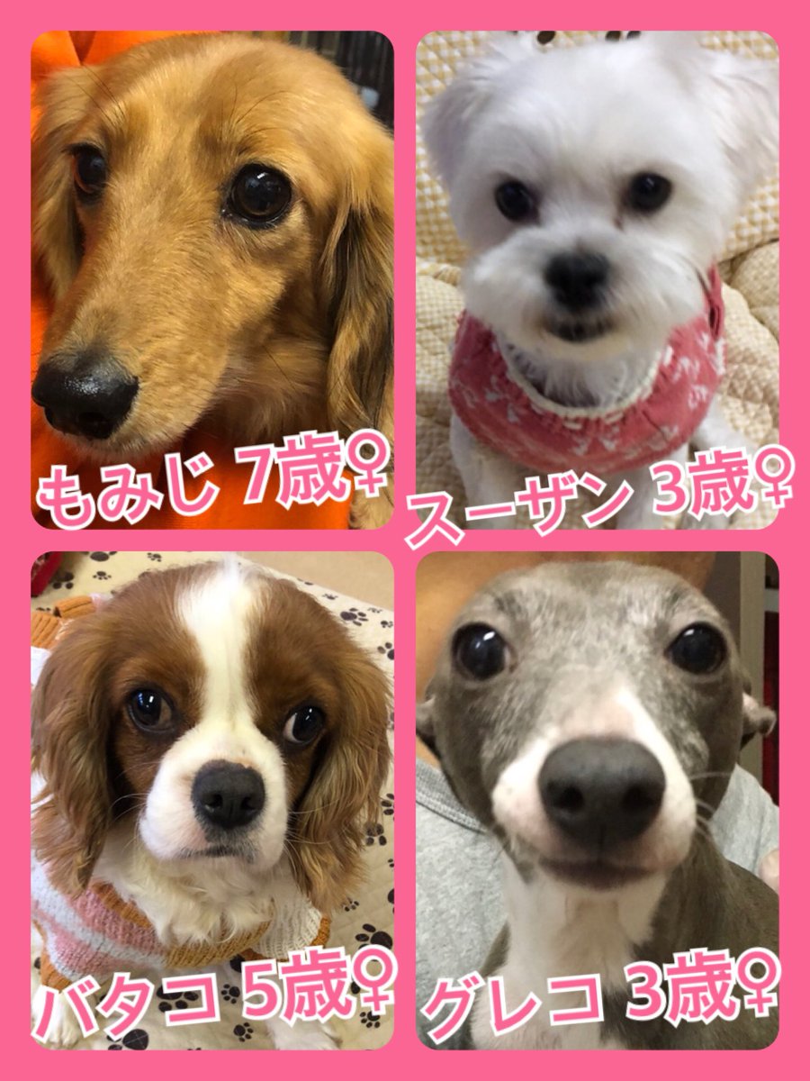 🐾今日の里親様募集中ワンコ🐶メンバーです🐾2020,1,22